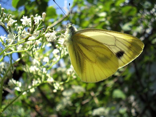 photo "butterfly" tags: macro and close-up, 