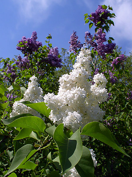 photo "White lilac" tags: nature, flowers