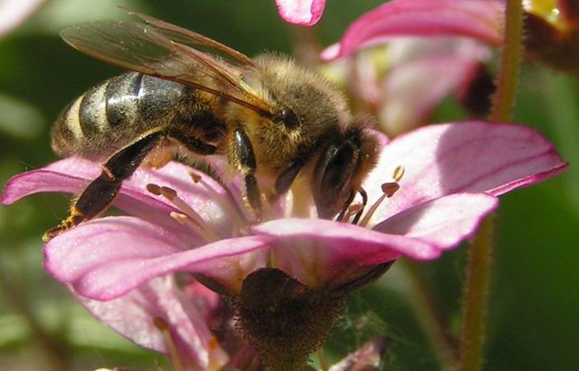 photo "bee :)" tags: macro and close-up, nature, insect