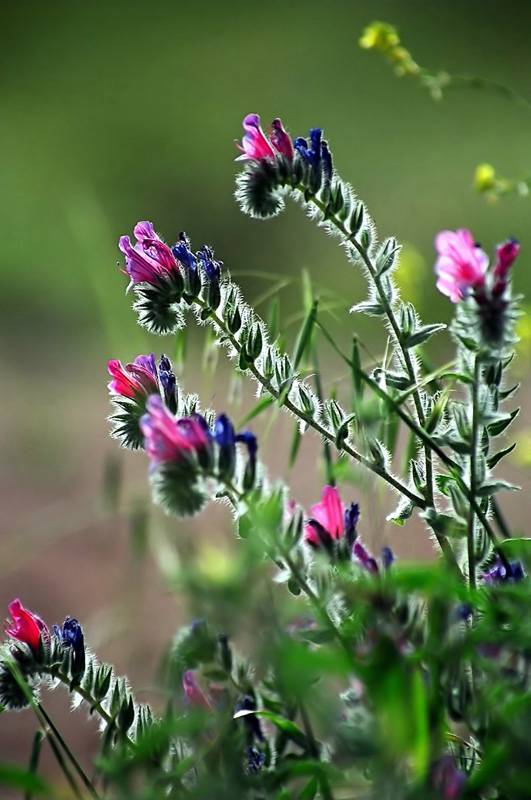 photo "Backlit" tags: nature, flowers