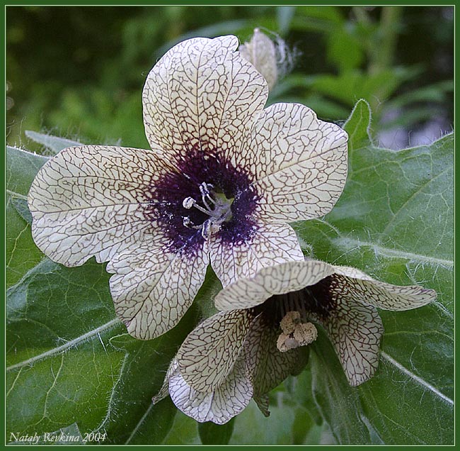 photo "Bella Donna" tags: nature, macro and close-up, flowers