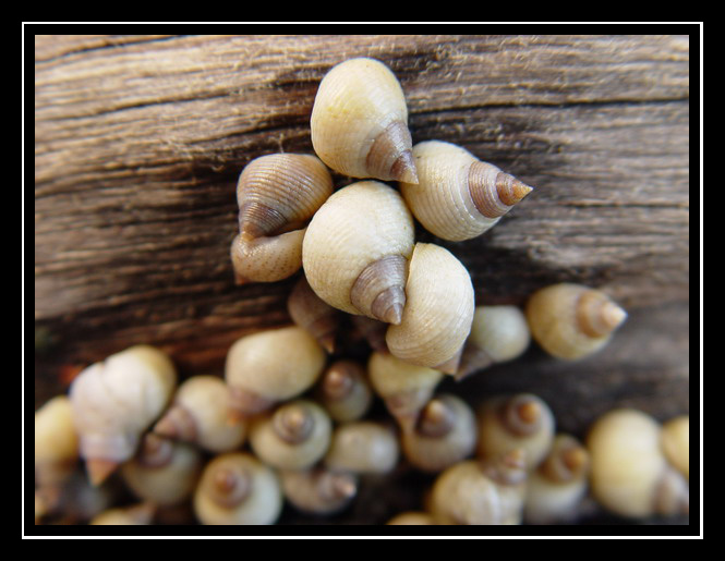 photo "Shells" tags: macro and close-up, nature, wild animals