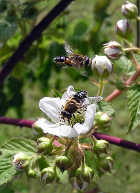 photo "Bodyguard." tags: nature, macro and close-up, flowers