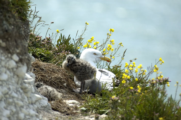 photo "cap blanc nez" tags: misc., nature, wild animals