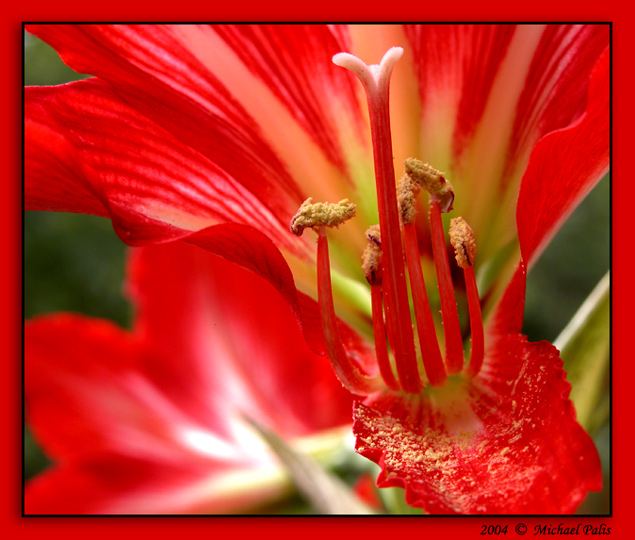 photo "The Beauty!!" tags: macro and close-up, nature, flowers