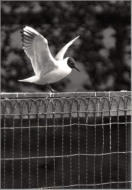 photo "Learning to fly" tags: nature, black&white, wild animals