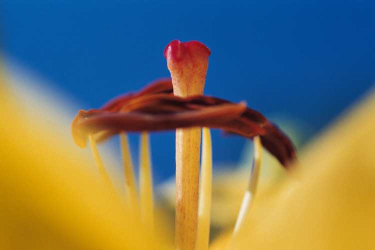 фото "Lily" метки: природа, макро и крупный план, цветы