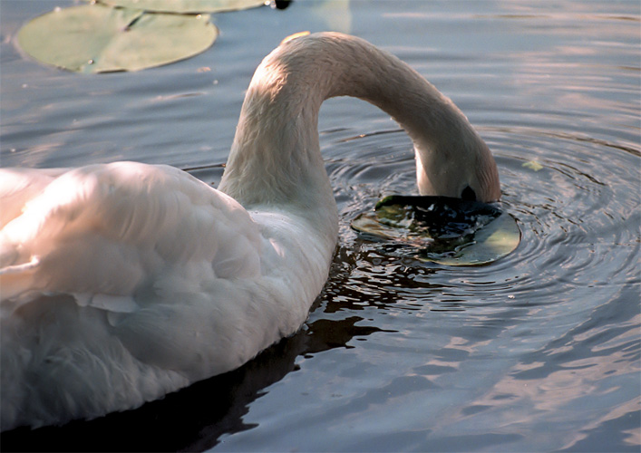 photo "I hesitate of you" tags: nature, genre, wild animals