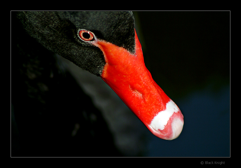 фото "Watching You ..." метки: природа, дикие животные