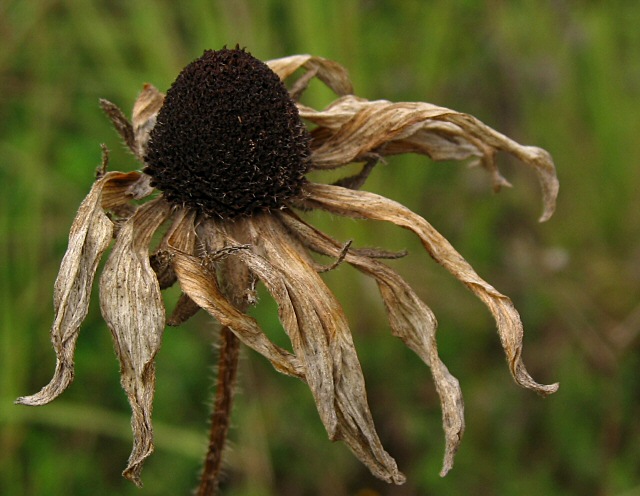 photo "Withered" tags: macro and close-up, nature, flowers