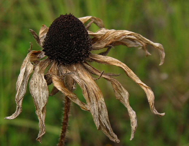 фото "Withered" метки: макро и крупный план, природа, цветы