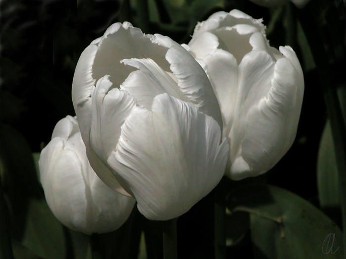 photo ""White Swan"" tags: macro and close-up, 