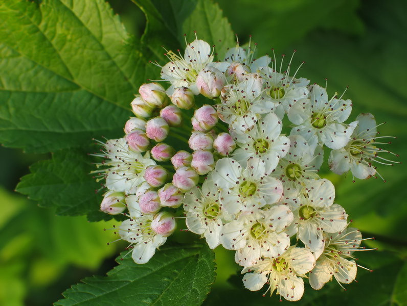 photo "the tenderness" tags: macro and close-up, landscape, spring