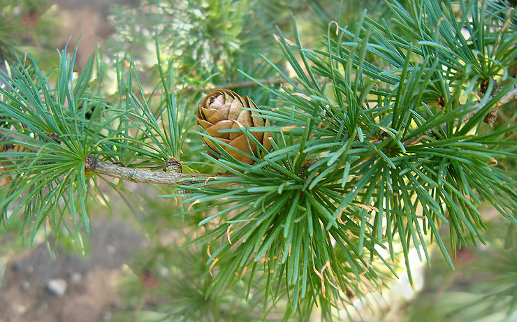 photo "Cone" tags: macro and close-up, nature, flowers