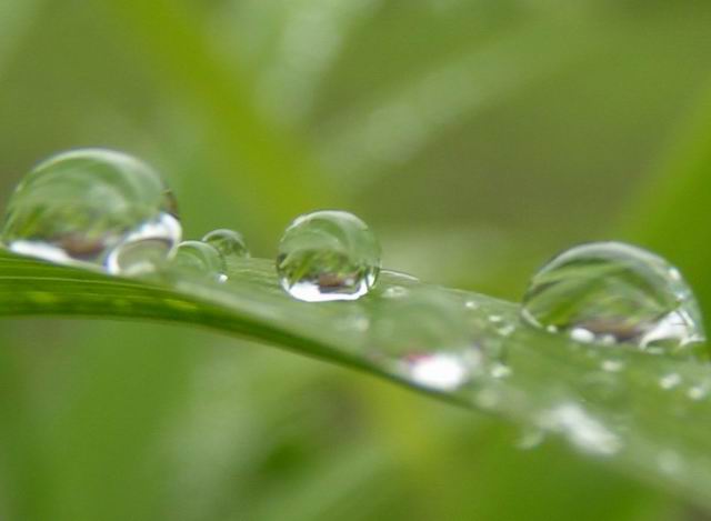 photo "Droplet" tags: macro and close-up, nature, flowers