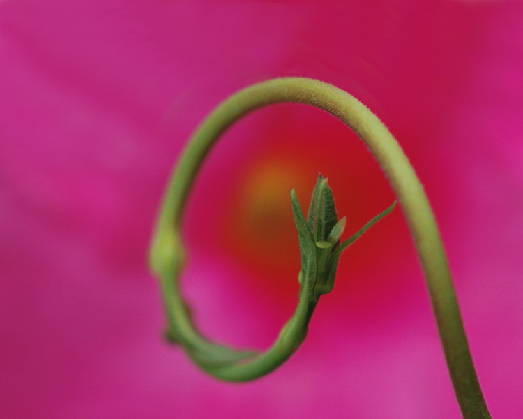 photo "The Flower and the Vine" tags: nature, macro and close-up, flowers