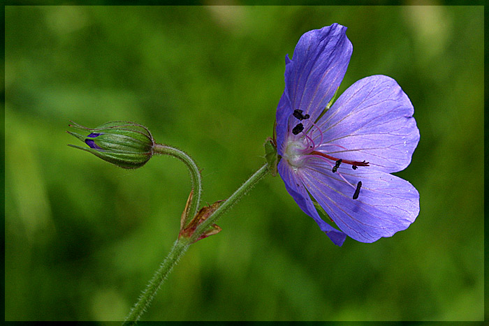 photo "Untitled photo" tags: nature, macro and close-up, flowers