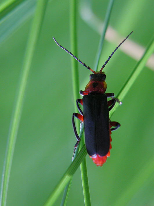 photo "Beetle" tags: macro and close-up, 