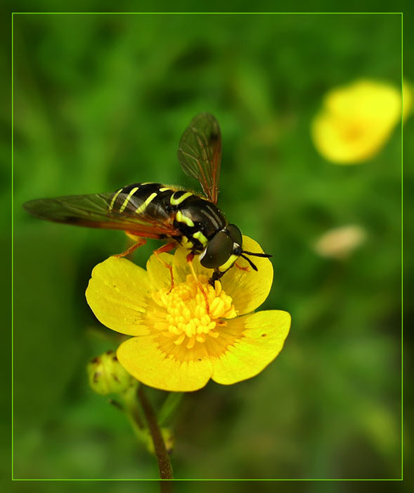 photo "***" tags: macro and close-up, nature, insect