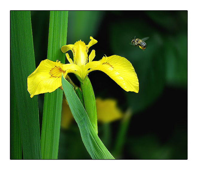 photo "bee" tags: misc., 