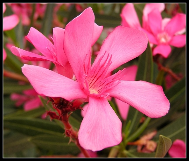 photo "*****" tags: macro and close-up, nature, flowers