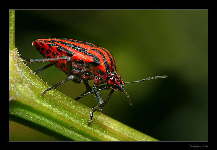 photo "I have a new pyjamas" tags: nature, macro and close-up, insect