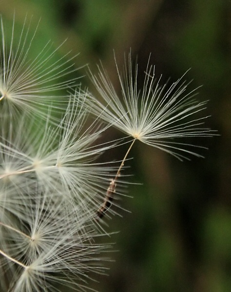 photo "Taking Flight" tags: macro and close-up, nature, flowers