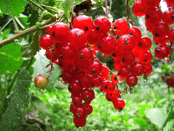 photo "Sweet rubies" tags: macro and close-up, 