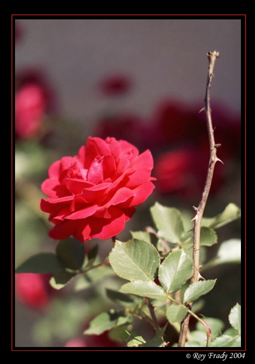 photo "A Rose..." tags: nature, flowers