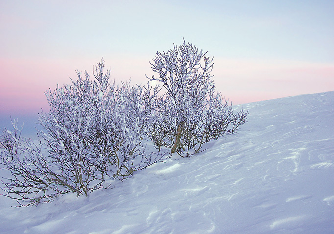photo "Blue fresh" tags: landscape, winter