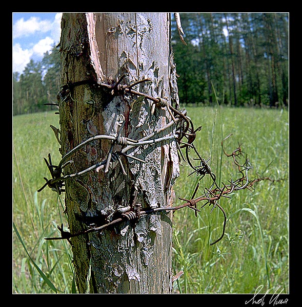 photo "Peculiarity of life" tags: misc., landscape, summer