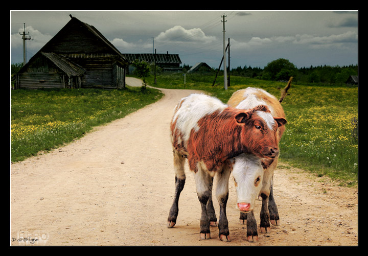 photo "Young Bulls 2. The Auburn Tenderness/" tags: portrait, nature, pets/farm animals