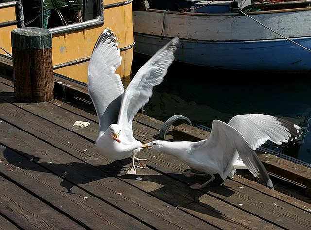 фото "Fight" метки: природа, дикие животные