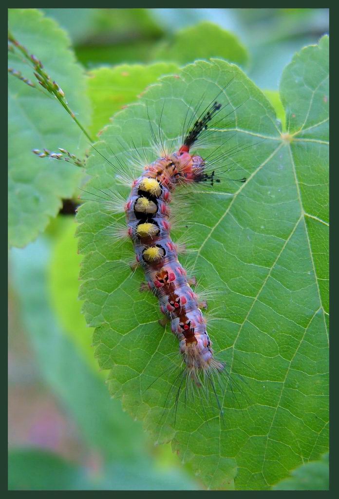 photo "Caterpillar!" tags: nature, insect