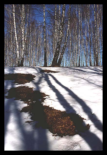 photo "Spring..." tags: landscape, forest, spring