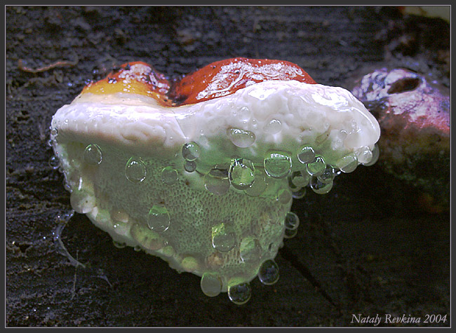 photo "After a rain" tags: nature, macro and close-up, flowers