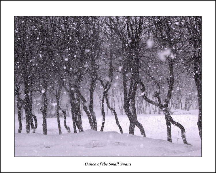 фото "Dance of the Small Swans" метки: разное, пейзаж, зима