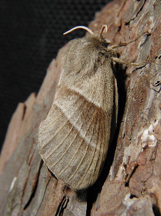 photo "Resting" tags: macro and close-up, 