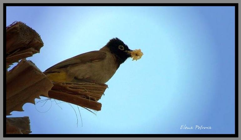 фото "Домой" метки: природа, дикие животные