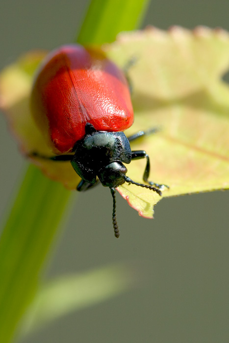 photo "Casual meeting" tags: nature, insect