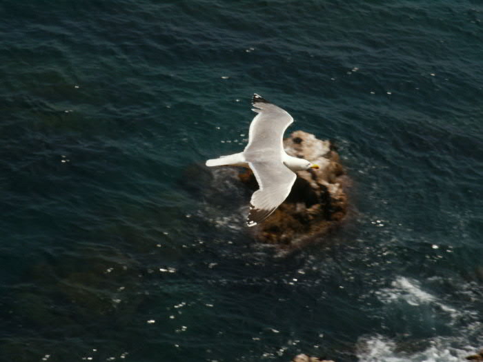 фото "tern" метки: разное, 