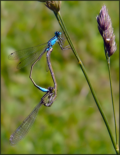 photo "Such here love." tags: nature, genre, insect