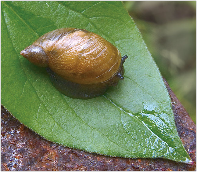 photo "After rain" tags: macro and close-up, nature, insect