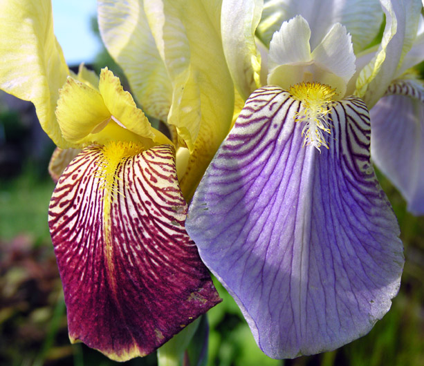 photo "Together." tags: nature, macro and close-up, flowers