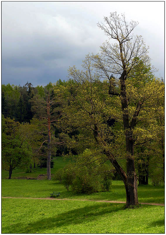 photo "Summer etude - 2" tags: landscape, forest, summer