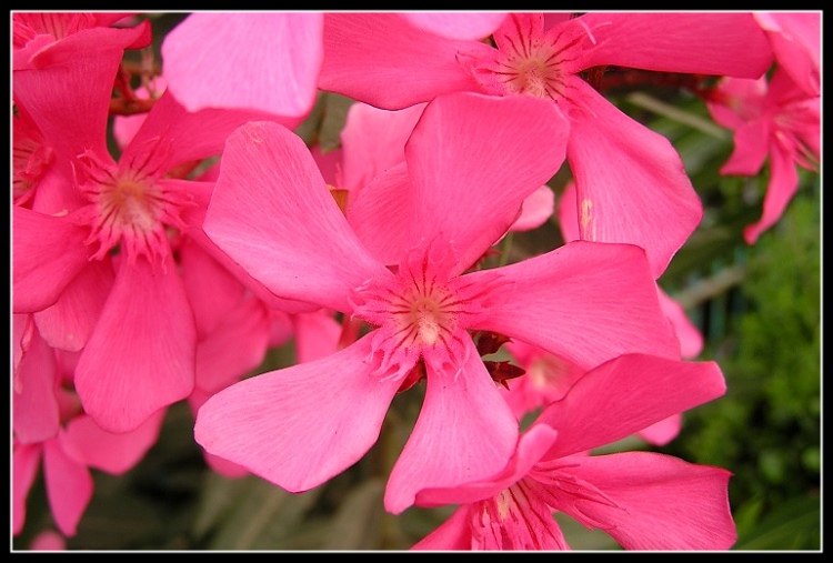 photo "***" tags: nature, macro and close-up, flowers