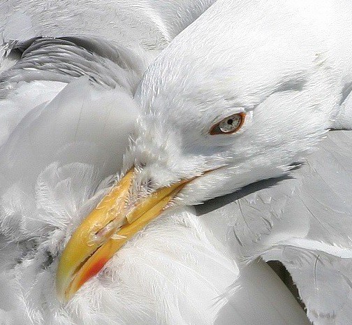 фото "Cleaning" метки: природа, дикие животные