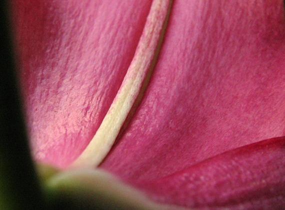 photo "Lily" tags: macro and close-up, nature, flowers