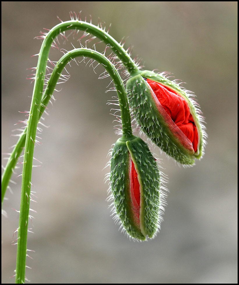 photo "Maki" tags: nature, flowers