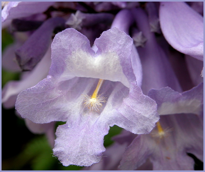 photo "! A magic wand!" tags: nature, macro and close-up, flowers